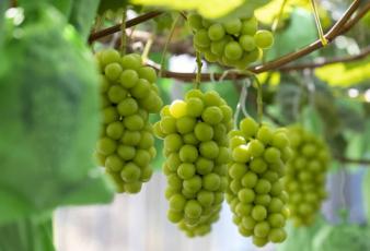 日本高温产量增 麝香葡萄价钱暴跌逾70%